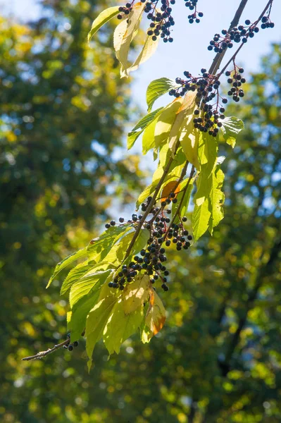 Paisaje otoñal, bayas cereza pájaro. un pequeño cerezo silvestre —  Fotos de Stock