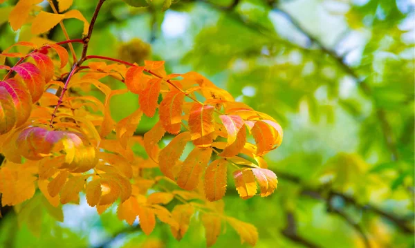 Herbstlandschaftsfotografie, Eberesche in voller Schönheit, illum — Stockfoto