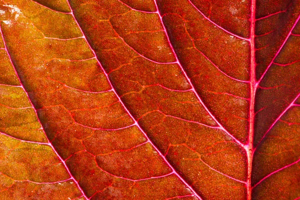 Uma bela planta com folhas vermelhas. De cima contra a luz — Fotografia de Stock