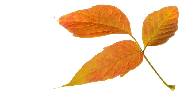 Beyaz bir arka plan üzerinde kırmızı ve sarı akçaağaç yaprakları. Ne zaman leav — Stok fotoğraf