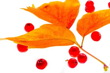 beyaz bir arka plan üzerinde kırmızı ve sarı akçaağaç yaprakları. Ne zaman leav