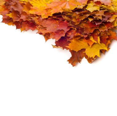 Sonbahar boyama, Sonbahar akçaağaç yaprakları, farklı renkler. Sarı, 