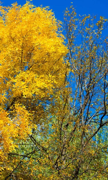 Herbstlandschaftsfotografie, Eberesche in voller Schönheit, illum — Stockfoto