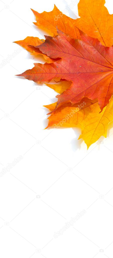 Texture background, pattern. Autumn colorful maple leaves. Maple