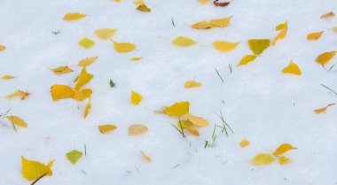 İlk kar, geç sonbahar, sonbahar kar üzerinde bırakır. Kar yağışı