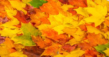 Sonbahar boyama, Sonbahar akçaağaç yaprakları, farklı renkler. Sarı, 