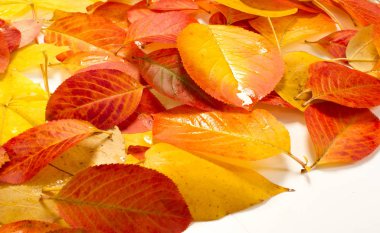 doku, arka plan, desen, sonbahar yaprakları, parlak doymuş co