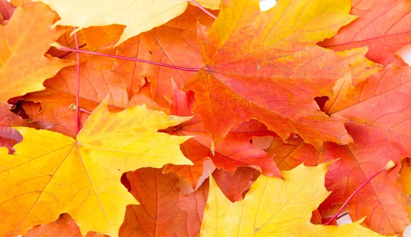 Texture background, pattern. Autumn colorful maple leaves. Maple