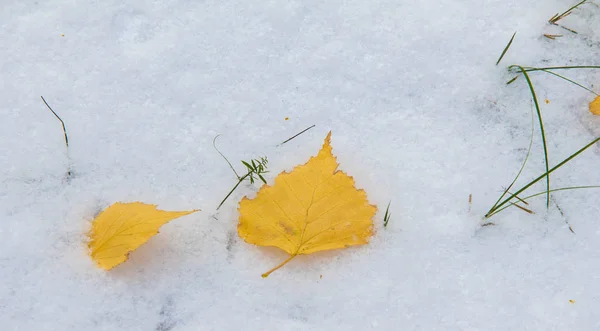 De eerste sneeuw, late herfst, herfst bladeren op de sneeuw. Sneeuwval — Stockfoto