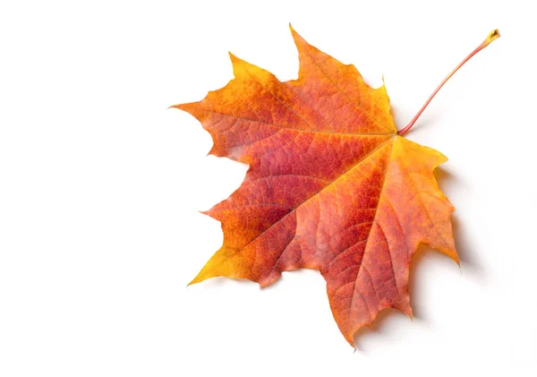 秋天的绘画，秋天的枫叶，白面包上的孤零零的叶子 — 图库照片