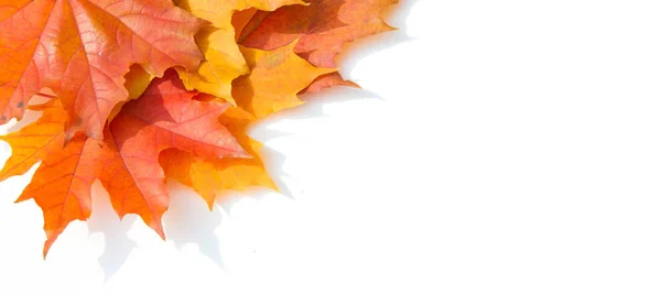 Pozadí textury, vzor. Podzimní barevné javorové listy. Javor — Stock fotografie