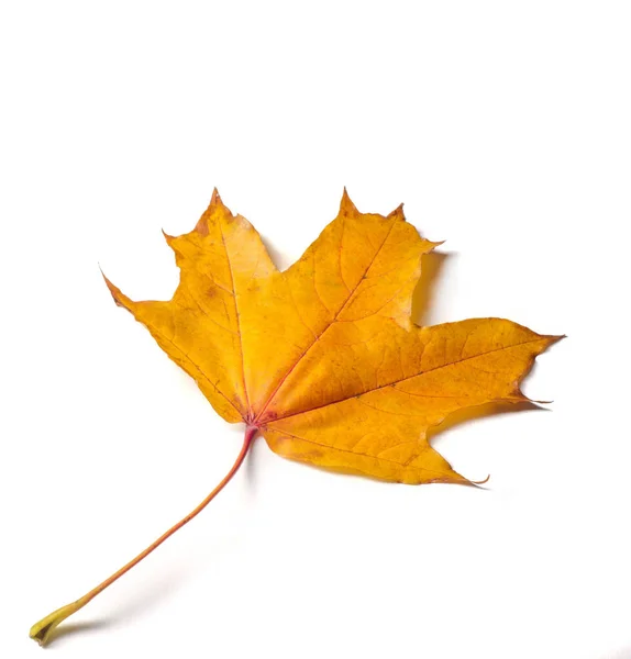 Autumn painting, Autumn maple leaves, Solitary leaf on white bac — Stock Photo, Image