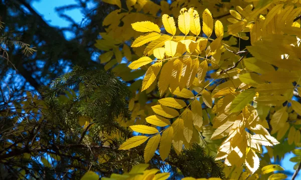 Podzimní krajina fotografie, horský popel v plné kráse, osvětlení — Stock fotografie