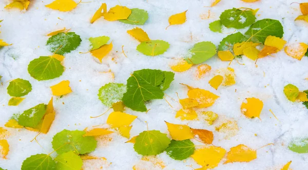 A primeira neve, no final do outono, folhas de outono na neve. queda de neve — Fotografia de Stock