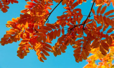 Sonbahar manzara fotoğrafçılığı, tam güzellikte dağ külleri, illum