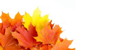 Doku arka planı, desen. Sonbahar renkli akçaağaç yaprakları. Akçaağaç