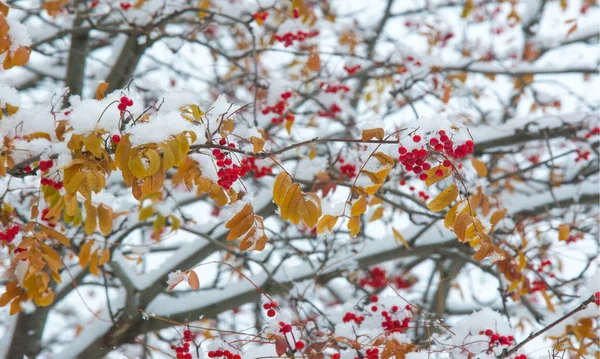 Podzimní krajina fotografie, první sníh dopadl na otruby — Stock fotografie