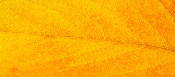 Beyaz bir arka plan üzerinde kırmızı ve sarı akçaağaç yaprakları. Ne zaman leav — Stok fotoğraf