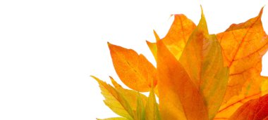 beyaz bir arka plan üzerinde kırmızı ve sarı akçaağaç yaprakları. Ne zaman leav