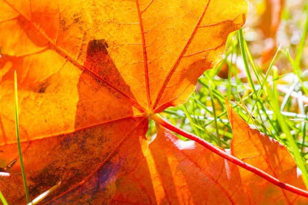 Осенняя фотография, красно-желтые листья на газоне. Эта красота-ф — стоковое фото