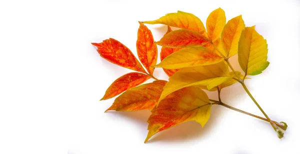 Hojas de arce rojo y amarillo sobre un fondo blanco. Cuando la hoja — Foto de Stock