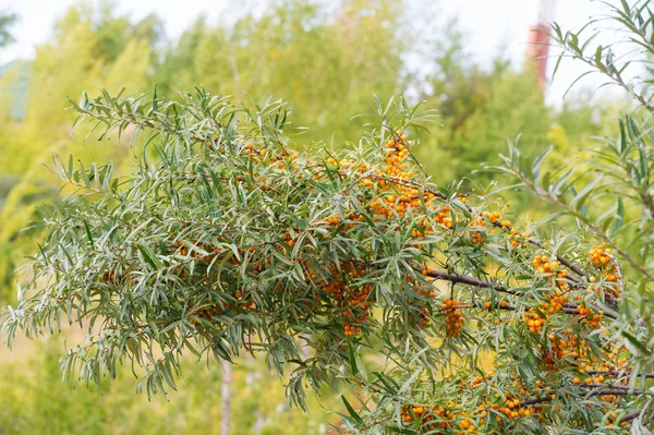 Olivello spinoso. Diverse parti di olivello spinoso sono stati utilizzati un — Foto Stock