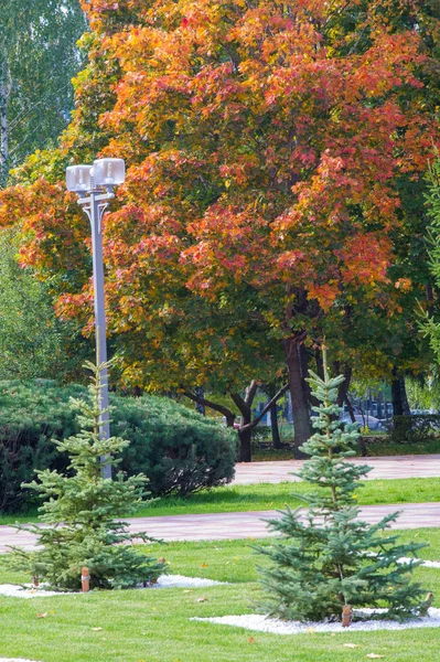 Autumn landscape photography, mountain ash in full beauty, illum — Stock Photo, Image