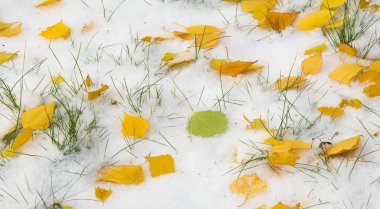 İlk kar, geç sonbahar, sonbahar kar üzerinde bırakır. Kar yağışı