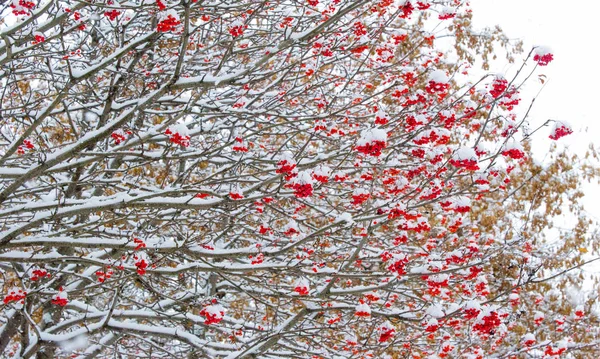 Herbstlandschaft der Fotografie, der erste Schnee fiel auf die Kleie — Stockfoto