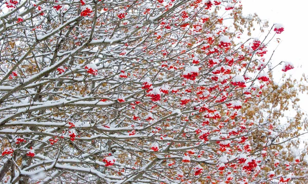 Paisagem de outono de fotografia, a primeira neve caiu sobre o farelo — Fotografia de Stock