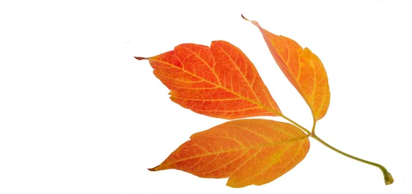 Rote und gelbe Ahornblätter auf weißem Hintergrund. wenn das Blatt — Stockfoto