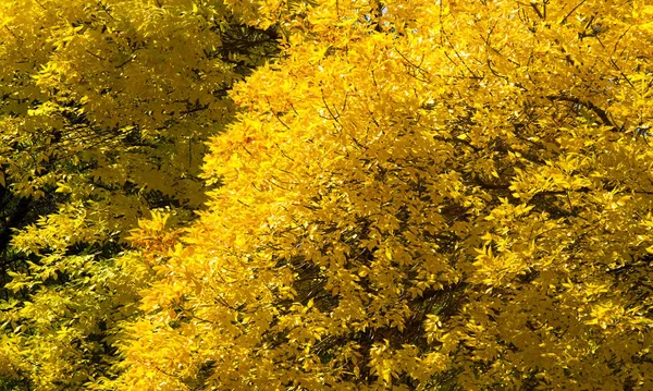 Paisagem de outono de fotografia, Árvore de bordo ou arbusto com lobed — Fotografia de Stock