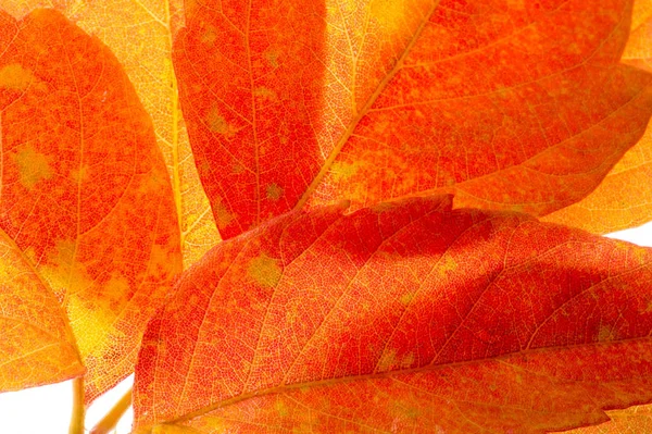 red and yellow maple leaves on a white background. When the leav