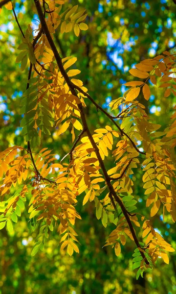 Sonbahar manzara fotoğrafçılığı, tam güzellikte dağ külleri, illum