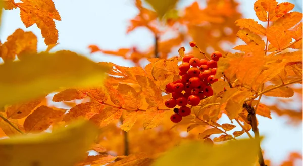 Otoño paisaje fotografía, ceniza de montaña en plena belleza, illum —  Fotos de Stock