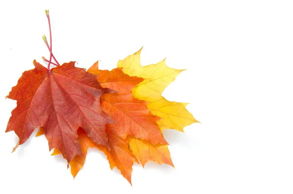 Textur Hintergrund, Muster. Herbst bunte Ahornblätter. Ahorn — Stockfoto