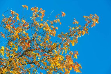 Sonbahar manzara, mavi gökyüzü arka plan ile Sonbahar yaprakları, Ye