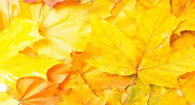 Sonbahar boyama, Sonbahar akçaağaç yaprakları, farklı renkler. Sarı, 