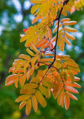 Sonbahar manzara fotoğrafçılığı, tam güzellikte dağ külleri, illum