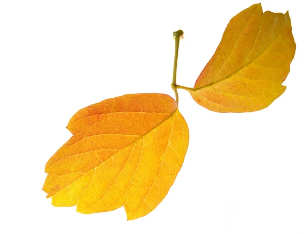 Hojas de arce rojo y amarillo sobre un fondo blanco. Cuando la hoja — Foto de Stock