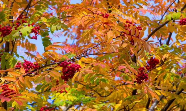 Podzimní krajina fotografie, horský popel v plné kráse, osvětlení — Stock fotografie