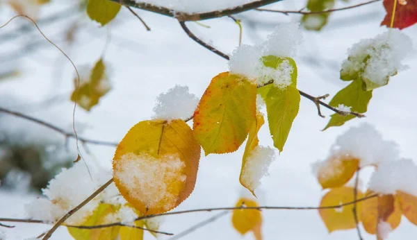 Temos a nossa primeira neve da época durante a noite, a limpar o pó. — Fotografia de Stock