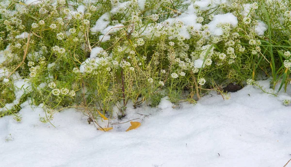 Tuvimos nuestra primera nieve de la temporada durante la noche, desempolvando —  Fotos de Stock