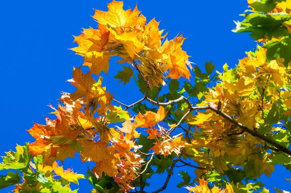 Herfst landschap, herfst bladeren met de achtergrond van de blauwe hemel, gij — Stockfoto