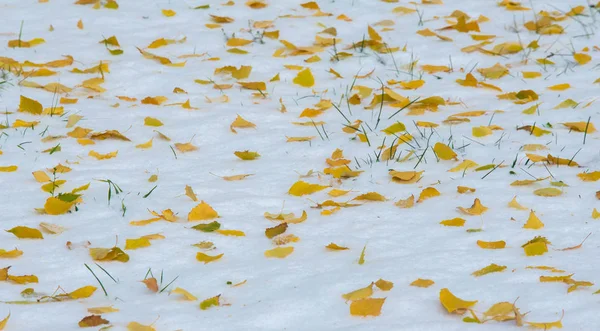 初雪，深秋，秋叶在雪上。降雪 — 图库照片