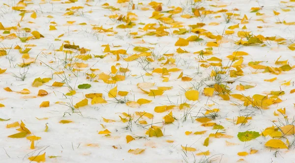 初雪、晩秋、紅葉。降雪 — ストック写真