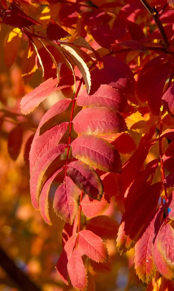 Herfst landschap fotografie, berg as in volle schoonheid, illum — Stockfoto