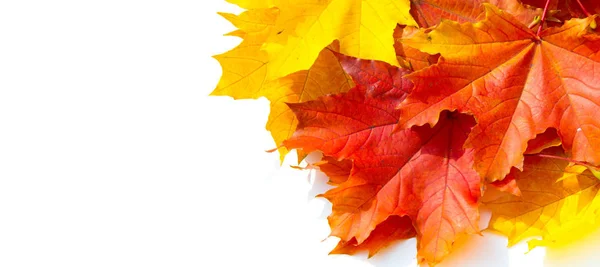Textura de fondo, patrón. Hojas de arce colorido otoño. Arce — Foto de Stock
