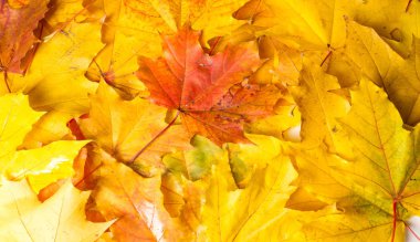 Sonbahar boyama, Sonbahar akçaağaç yaprakları, farklı renkler. Sarı, 