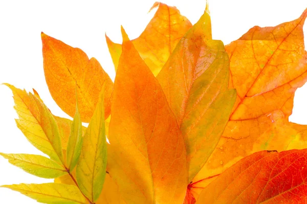 Hojas de arce rojo y amarillo sobre un fondo blanco. Cuando la hoja — Foto de Stock